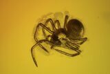 Fossil Beetle (Coleoptera) & Two Spiders (Aranea) In Baltic Amber #102787-1